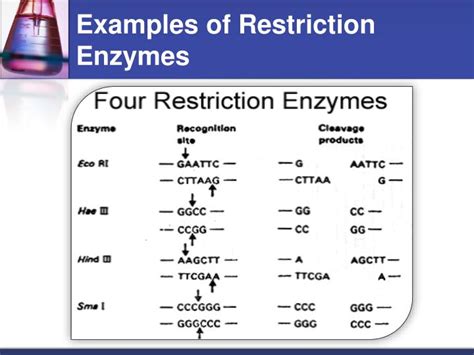 PPT - Genetic Technology PowerPoint Presentation - ID:4453913