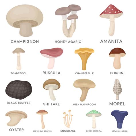 14 Different Types of Mushrooms