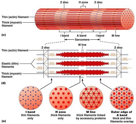 Chapter 9: Muscles and Muscles Tissue | Physiology, Human anatomy and ...