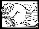 Canadian beaver coloring Page  Free Printable Coloring Pages Bear sketch template