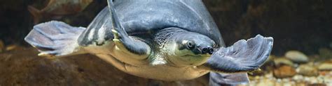 Fly River Turtle | Los Angeles Zoo and Botanical Gardens (LA Zoo)