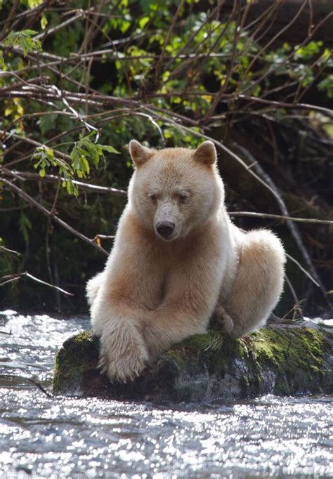 Kermode Spirit Bear (Ursus americanus kermodei) a White Subspecies of the Black Bear | Spirit ...