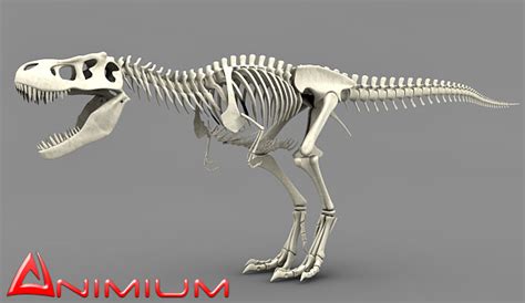 Tyrannosaurus Rex skeleton