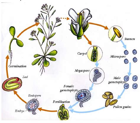 Figure 1 from Female gametogenesis and early seed formation in plants ...