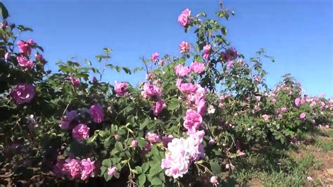 Bulgarian rose oil production - YouTube