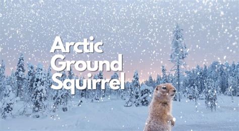 10 Arctic Ground Squirrel Facts, Pictures & Video: The Animal With The Longest Hibernation Of All!