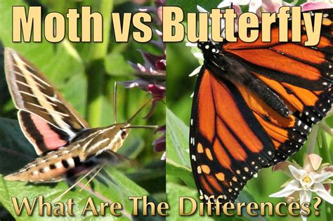 8 A Must Read Difference Between Moth and Butterfly with Pictures ...