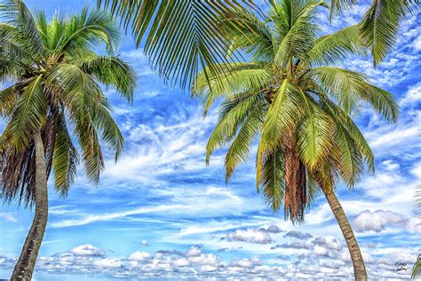 Palm Trees in South Florida Photograph by Gestalt Imagery - Pixels