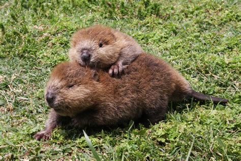 How to Get Rid of Beavers | WildlifeRemoval.com