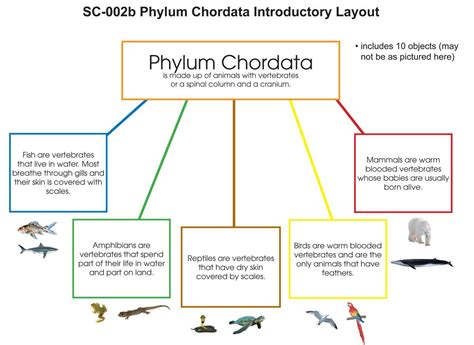 Phylum Chordata Layout – Montessori Materials by Lakeview