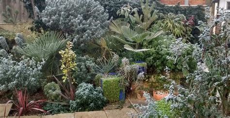 Tropical Plants you can use to Create a UK Hardy Exotic Paradise