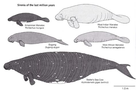 Manatees - Are They The Original Mermaids | Indopacificimages