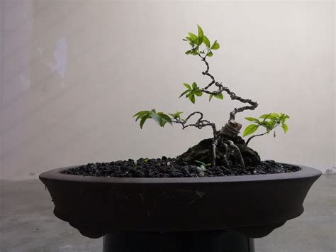 Kemuning Bonsai Tree for Your Garden