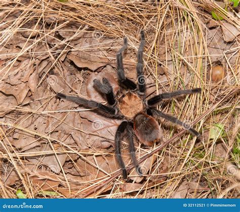 Oklahoma Brown tarantula stock image. Image of wild, legs - 32112521