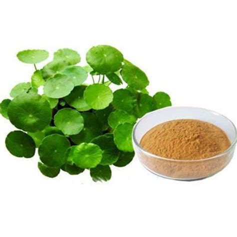 Bacopa Monnieri Extract – Venkatesh Naturals