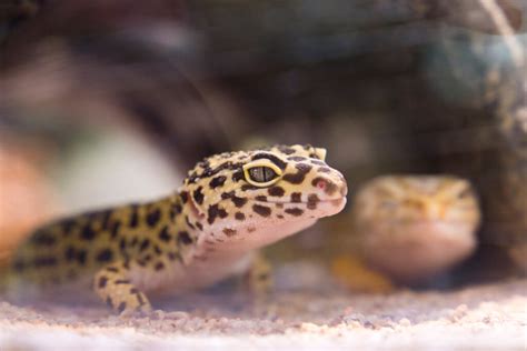 Heat lamps for reptiles... - Pet Advice Articles - Vital Pet Club