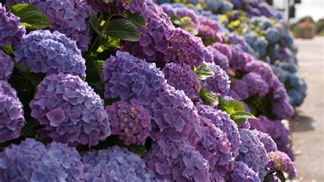 Desktop Wallpaper Images of Hydrangeas - WallpaperSafari