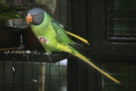 What Do Parakeets Eat? And What Shouldn't Parakeets Eat? - Embora Pets