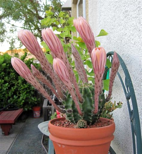 Cactus Jungle - San Francisco Bay Area - Blooming Cactus