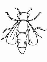 Printable Insect Coloring Pages sketch template