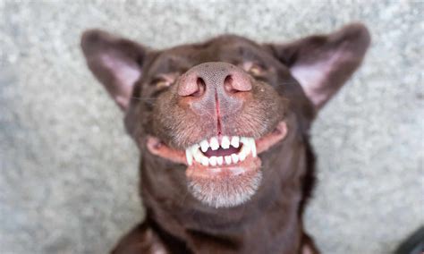 Why Does My Dog Chatter Their Teeth? 7 Reasons - A-Z Animals