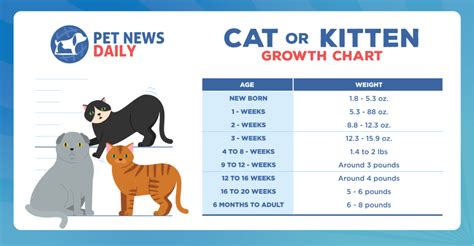 Kitten and Cat Growth Chart - Pet News Daily