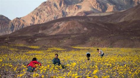 Death Valley in bloom, rare flowers appear once every 10 years | Fox News