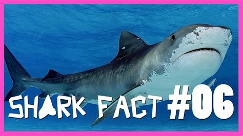 Crazy Tiger Shark Mating Ritual! - SHARK FACT #06 - YouTube