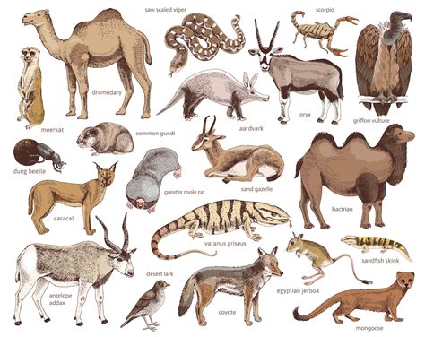 Desert animals clipart wild animals vector art. Design | Etsy