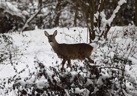 Christmas snow in England - Mirror Online