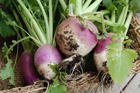 Turnip Purple Top White Globe – Premier Seeds Direct