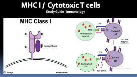 MHC I , Cytotoxic T cells | Immunology | Study Guide - YouTube