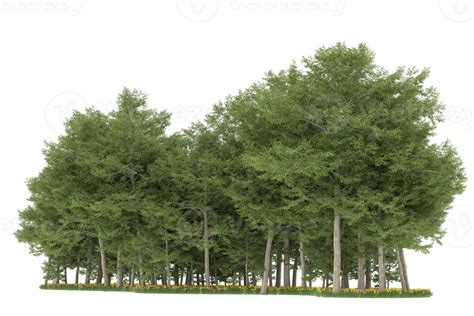 Realistic forest isolated on transparent background. 3d rendering - illustration 19601885 PNG