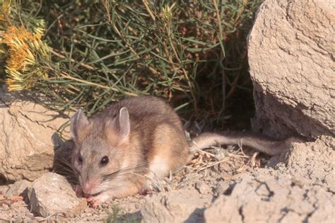 Bushy-tailed Woodrat (Neotoma cinerea) - Jewel Cave National Monument (U.S. National Park Service)