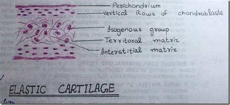 Histology Slides Database: elastic cartilage high resolution histology diagram