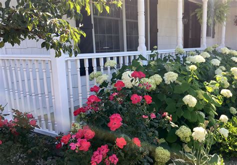 Hydrangeas and knock out roses 2017 | Roses landscaping, Front yard ...