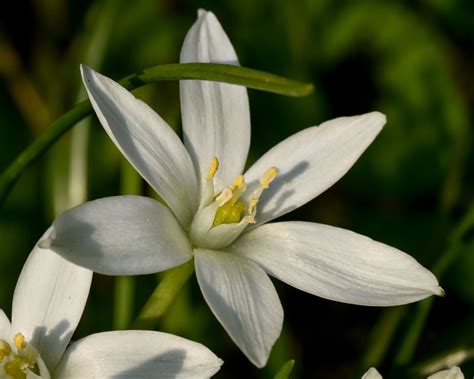 Star of Bethlehem plant facts and health benefits