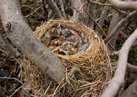 Redwing (Turdus iliacus) A nest with chicks | the Internet Bird Collection | HBW Alive Life Form ...