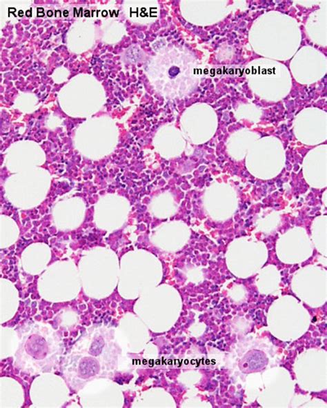 File:Bone marrow histology 02.jpg - Embryology