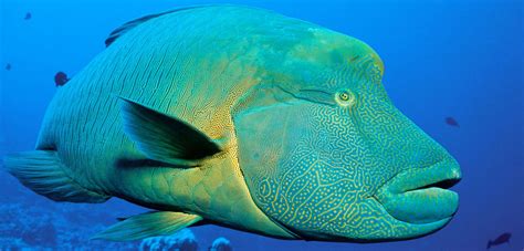 Have you ever seen a Napoleon Wrasse? Native to the Indian Ocean and South China Sea, they can ...