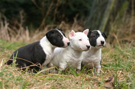 Bull Terrier Puppies Pictures - Pictures Of Animals 2016