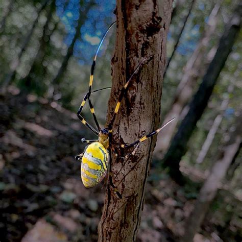 The Joro spider invades eastern US: How the insects are parachuting in