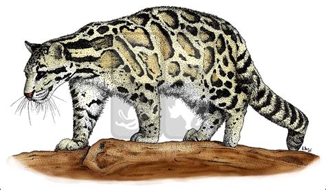 Clouded Leopard Drawing at GetDrawings | Free download