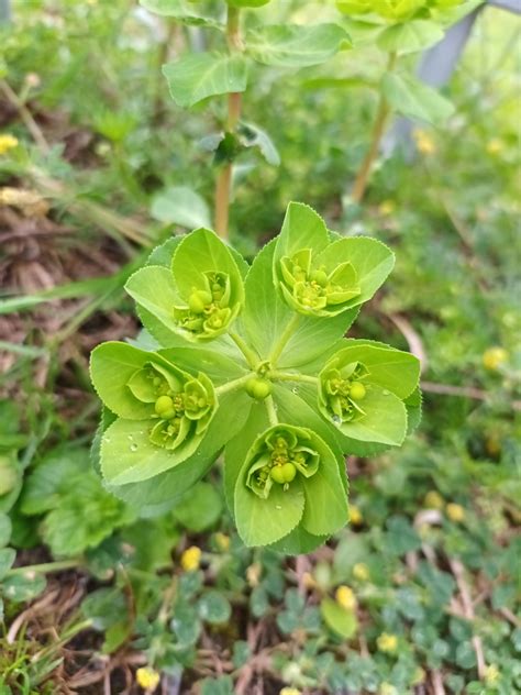 What is this? seen in Wales : r/PlantIdentification