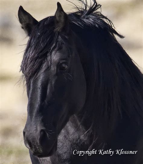 Black Stallion Midnight - Wild Black Horse