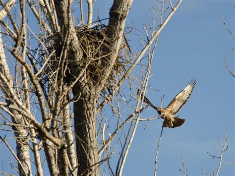 Red-tailed Hawk Nesting (Complete Guide) | Birdfact