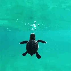 turtle gifs | WiffleGif