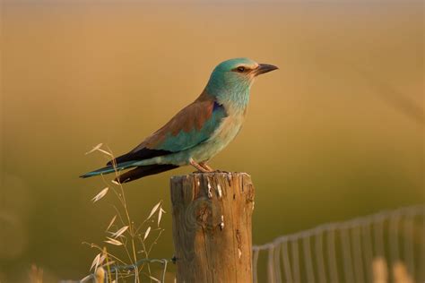 (European) Roller (Coracias garrulus)