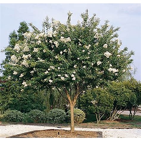 Monrovia 3.58-Gallon White Natchez Crape Myrtle Flowering Tree at Lowes.com | Myrtle tree, Crepe ...