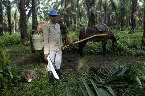 Palm Tree Oil Plantations in Gabon Create Rural Jobs